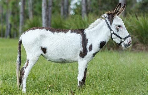 Mini donkeys might be an usual pet, but they can make a great addition to any family. . Mini donkey florida